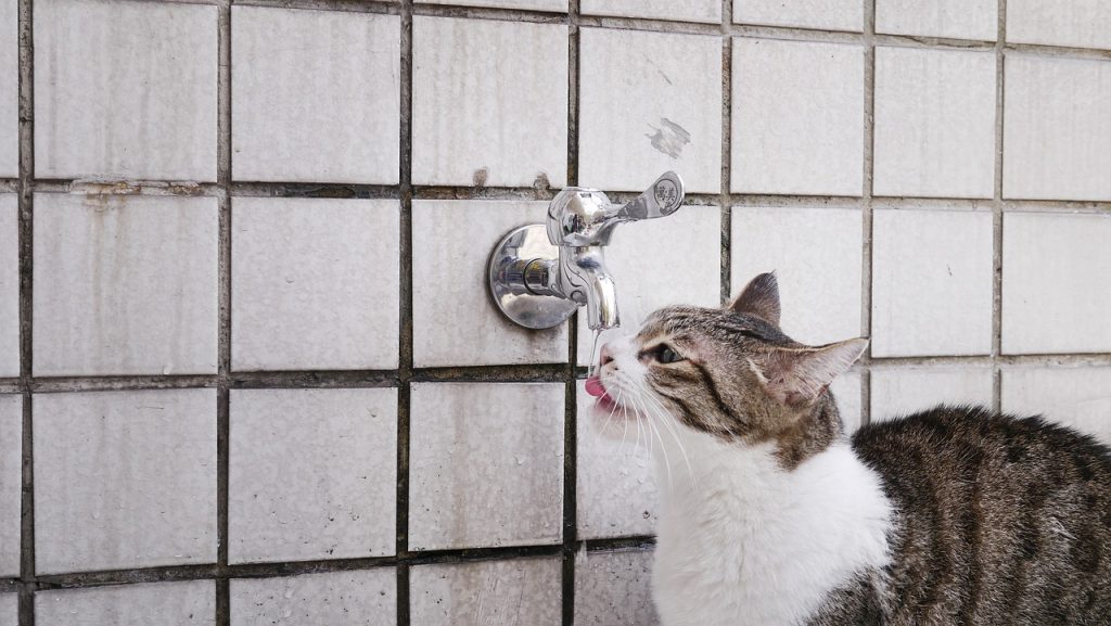 cat, drink water, pet-703410.jpg